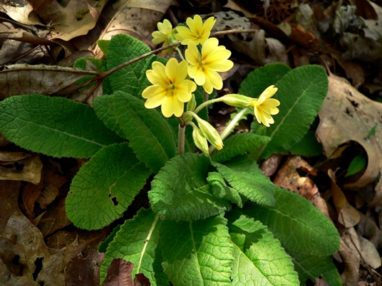 {Primula vulgaris}